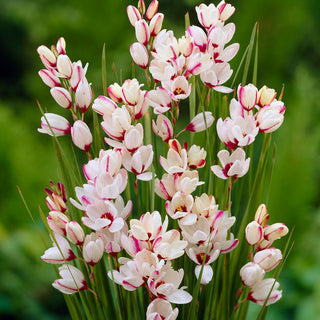 Ixia - Spotlight - Contrasto bianco per aiuole fiorite - 25 bulbi