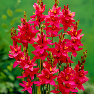 Ixia - Venus - Fiori rosa scuro intensi - 25 bulbi