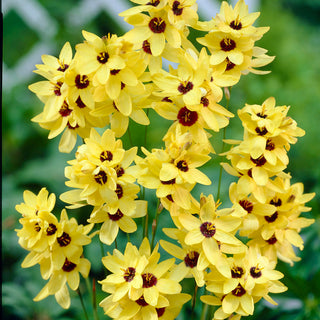 Ixia - Yellow Emperor - Ideale per vasi e bordure - 25 bulbi