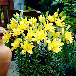 Giglio asiatico doppio - Fata Morgana - Lilium - Facile da coltivare, resistente al gelo