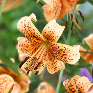 Giglio - Tiger Babies - Lilium - Petali crema con accento scuro