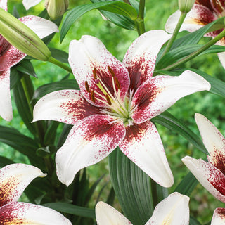 Giglio asiatico - Tribal Kiss - Lilium - Grandi fiori dai colori sorprendenti