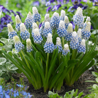Muscari - Mountain Lady - Semplice modo per una decorazione di primavera - 10 bulbi