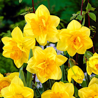 Narciso doppio - Apotheose - Narcissus - Colore intenso che illumina il giardino - 5 bulbi