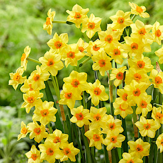 Narciso - Falconet - Narcissus - Crea cespi eleganti e compatti - 5 bulbi