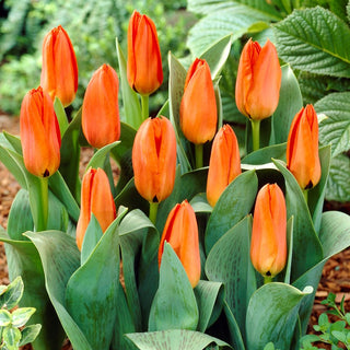Tulipano greigii - Arancione - Tulipa - Fiori fiammeggianti per aiuola - 5 bulbi