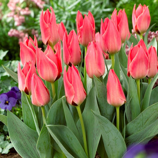 Tulipano Greigii - rosa - Tulipa - Forma bassa, colore spettacolare - 5 bulbi