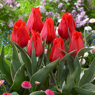Tulipano greigii - Rosso - Tulipa - Splendore primaverile in forma compatta - 5 bulbi