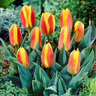 Tulipano Greigii - Rosso giallo - Tulipa - Mix vivace di tulipani nani - 5 bulbi