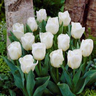 Tulipano Greigii - Bianco - Tulipa - Bianco puro nei tulipani nani - 5 bulbi