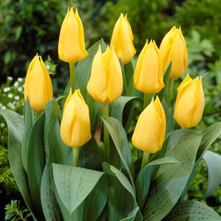 Tulipano Greigii - giallo - Tulipa - Primi segni di primavera - 5 bulbi