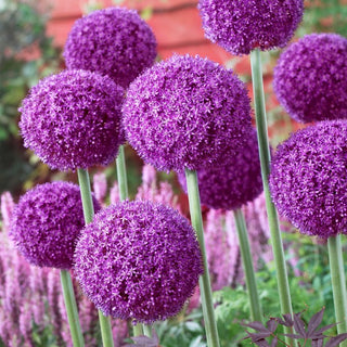 Allium - Ambassador - Fiori viola maestosi