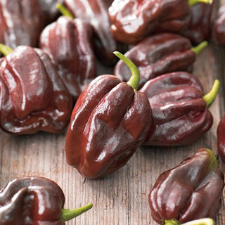 Peperoncino - Habanero Chocolate - Molto piccante, affumicato, sapore fruttato - Semi Premium