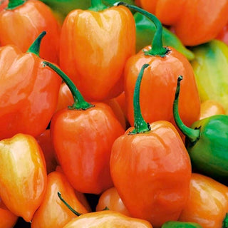 Peperoncino - Habanero Orange - Molto piccante, esotica, adatta per vaso