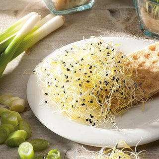 BIO Semi per germogli - Aglio Cinese - Per formaggi freschi, creme e insalate