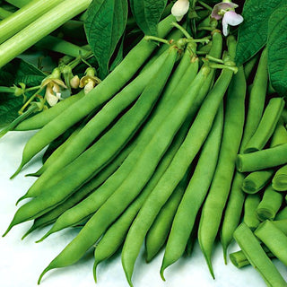 Fagiolo nano - Saxa - Matura presto e produce rapidamente