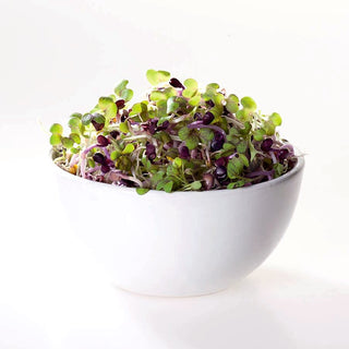 Semi per germogli - Senape nera - Deciso, antiossidante naturale - Brassica nigra - Semi Premium