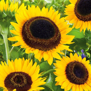 Girasole - Taiyo - Bellezza classica, ideale per bouquet spettacolari - Helianthus annuus - Busta Grande - 100 g