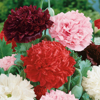 Peony Flowered Poppy Mixed - Incredibly Colourful Spectacle, Full Flowers, Easy to Grow - Papaver paeoniflorum - Premium Seeds