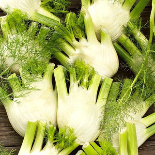 Finocchio - Doux De Florence - Finocchio aromatico - Foeniculum vulgare - Semi Premium