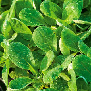 Valeriana - d'Olanda a Seme Grosso - Popolare, dal sapore di nocciola, resistente al freddo - Valerianella locusta - Semi Premium