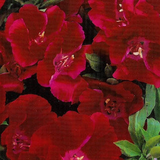 Godezia - Meteor - Effetto rosso carminio intenso - Godetia grandiflora