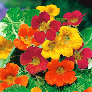 Nasturzio Grande - Jewel of Africa - Rampicante, a crescita vigorosa, foglie ornamentali - Tropaeolum majus