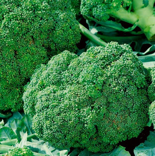 Cavolo Broccolo - Ramoso Calabrese - Varietà italiana produttiva a teste grandi