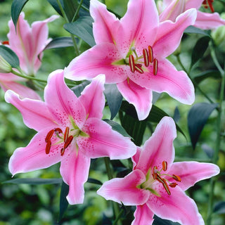 Giglio - Sorbonne - Lilium - Incanta con il suo profumo intenso