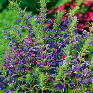 Melissa moldavica - Attira le api in giardino - Dracocephalum moldavica - Busta Grande - 100 g - Semi Premium