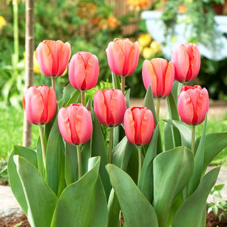 Tulipano - Apricot Impression - Tulipa - Calici alti, effetto scenografico - 5 bulbi
