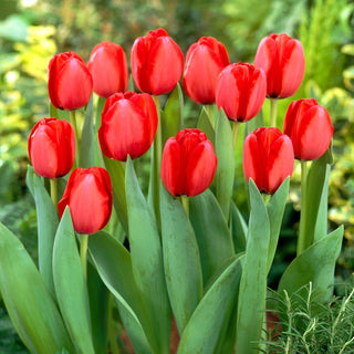 Tulipano - Red Impression - Tulipa - Toni multipli, fiori duraturi - 5 bulbi