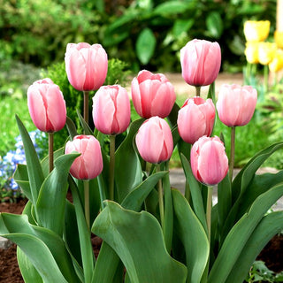 Tulipano - Salmon Impression - Tulipa - Crea tappeti di delicato salmone - 5 bulbi
