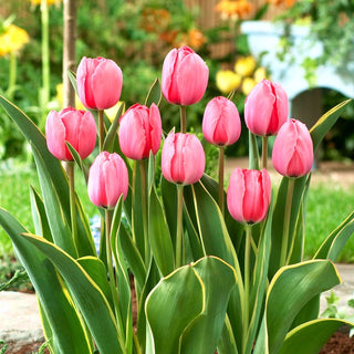 Tulipano - Design Impression - Tulipa - Tocco elegante e raffinato - 5 bulbi