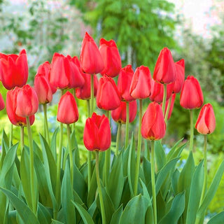 Tulipano - Parade - Tulipa - Fiori rosso intenso a lunga durata - 5 bulbi
