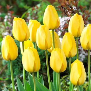 Tulipano - Golden Parade - Tulipa - Tulipano classico dai colori intensi - 5 bulbi