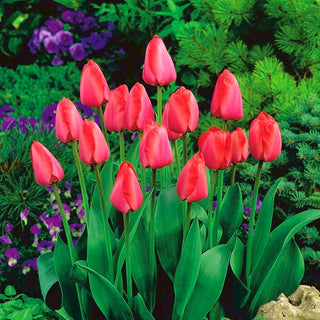Tulipano - Niigata - Tulipa - Tulipano moderno elegante e raffinato - 5 bulbi