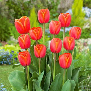 Tulipano - Ad Rem - Tulipa - Punto focale deciso al centro dell’aiuola - 5 bulbi