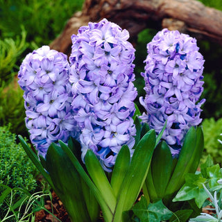 Giacinto - Delft Blue - Hyacinthus - Tonalità blu intensa e classica - 3 bulbi