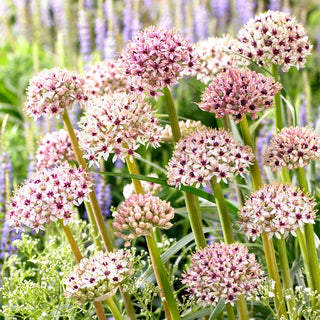 Allium - Silver Spring - Colore originale e luminoso