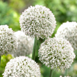 Allium - White Cloud - Decorazione affidabile per aiuole - 5 bulbi
