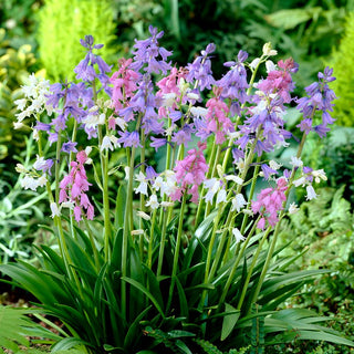 Scilla - Miscela di colori - Tappeti variopinti, annuncio di primavera - 10 bulbi