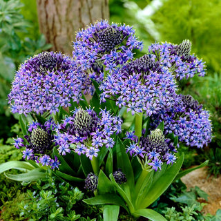 Scilla peruviana - Fascino unico, ideale per aiuole