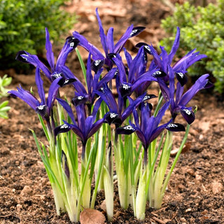 Iris botanici - Blue Note - Nota elegante e raffinata - 10 bulbi