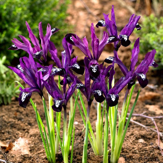 Iris botanici - Pauline - Varietà straordinaria e precoce - 10 bulbi