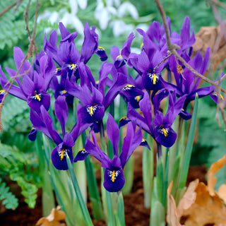 Iris botanici - Pixie - Tonalità magica di viola - 10 bulbi