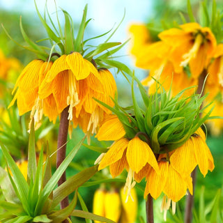 Fritillaria imperialis - Striped Beauty - Aggiunge un tocco di eleganza e di esotismo