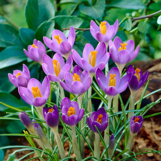 Crocus - Barr's Purple - Crea tappeti colorati in giardino - 10 bulbi