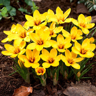 Crocus korolkowii - Fioritura lunga, colore intenso - 10 bulbi