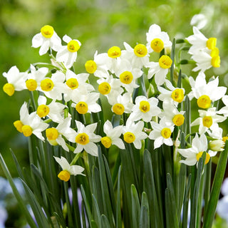 Narciso - Canaliculatus - Narcissus - Forma compatta e affascinante - 5 bulbi